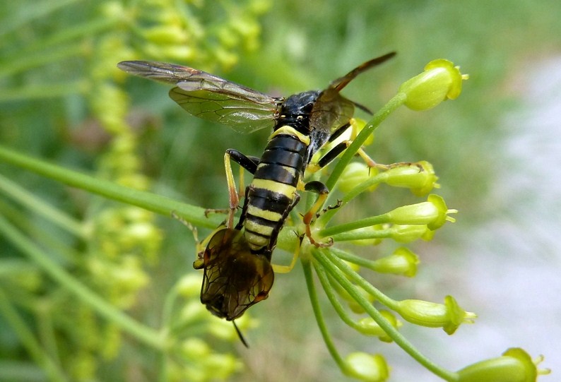 Altri Tenthredo sp. in accoppiamento